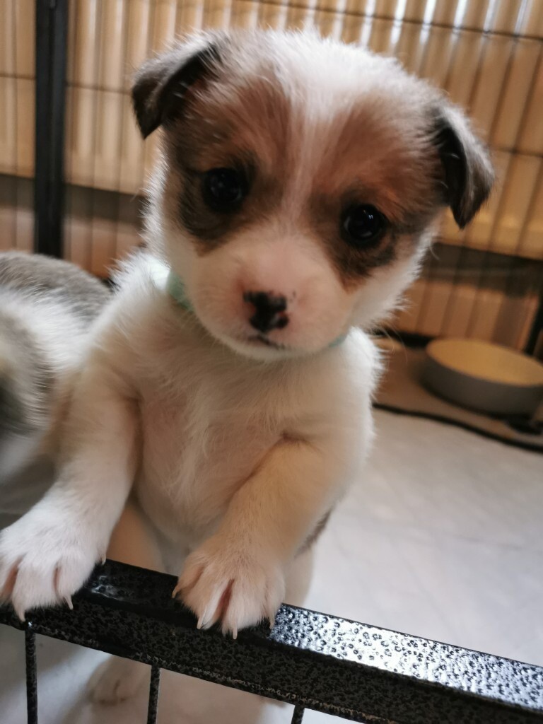 pomeranian cross jack russell